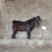 پازن پاکستانی درجه یک