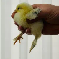 امپراتور جوجه یک روزه تخم نطفه دار