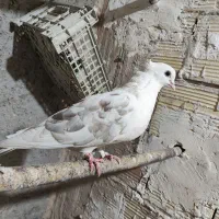 یک کبوتر دوکت ابری یا سنگی ماده مهر مولد مست