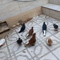 کبوترتوحیدشهر