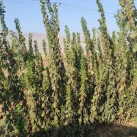 نهال درخت آلو پیوند بالا