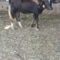 گاومیش نر جنس آلمانی