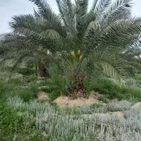 پاجوش نخل مجول،پیارم،برحی