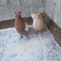 دو عدد سینه نروماده
