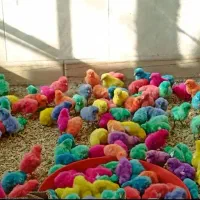رنگی و محلی ، اردک