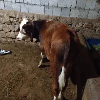 گوساله  ۴ ماهه
