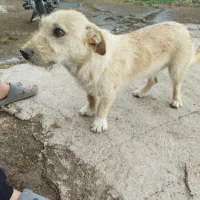 سگ زیبای آرام و ساکت وبی آزار پا کوتا