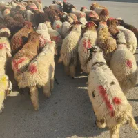 گوسفندوبره فروشی چاق چاق ((همراه باقصاب رایگان))