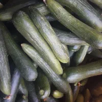 خیار سبز بوته ای