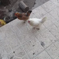 مرغ گلین