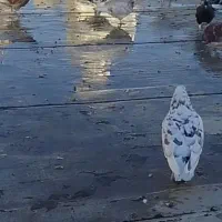 کفتر