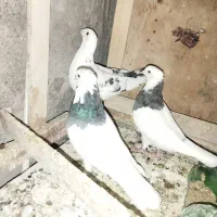کفتر طوقی و شهرستانی