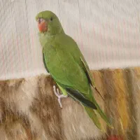 طوطی ملنگو فول دستی
