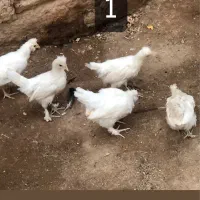 جوجه مرغ گلین ریشی و سلطان