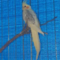 ارزانسرای عروس هلندی و گرینچیک