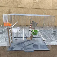 قفس و لانه عروس هلندی