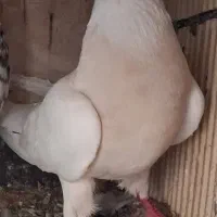 یک کبوتر ماده کارتنی با جوجش