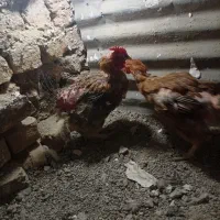 مرغ رسمی