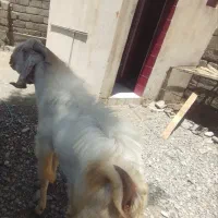 فروش نری بزرگ هست