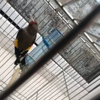 سهر زیر قیمت