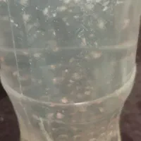 استوک دافنی ماگنا
