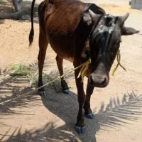 گوساله ماده