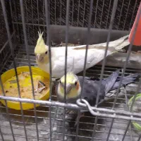 عروس هلندی مولد با ۳ تا جوجه