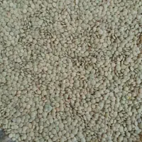 عدس تمیز وبوجاری شده کیلویی250