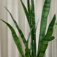 گل و گیاه|گل و گیاه طبیعی|نیشابور, شریعتی|دیوار