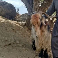 فروش بعده اصلی