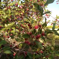 البالو درجه یک روستای چشمه احمدرضا