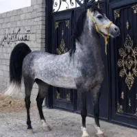 فروش اسب نریان  مادیان و کره 2ساله
