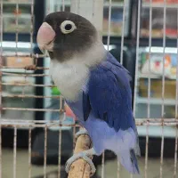 طوطی برزیلی ماده