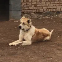 سگ نر