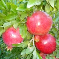 باغ-هزار-متری-در-سلفچگان