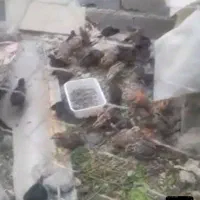جوجه مرغ جوجه خروس رسمی کشاورز جهادی