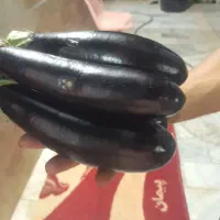بادمجان محلی