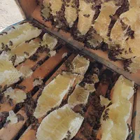 عسل طبیعی و ارگانیک (بدون تغذیه شکر)
