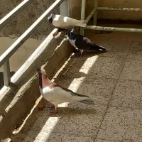 جوجه کفتر