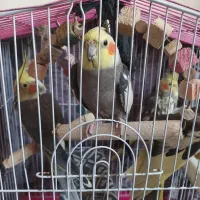 عروس هلندی نر و ماده