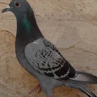 پلاکی