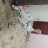 بوقلمون برنز 80 روزه