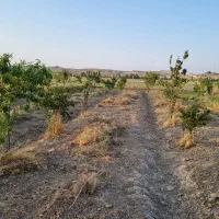 فروش باغچه ۵۵۰ متری در حکیم آباد رباط کریم