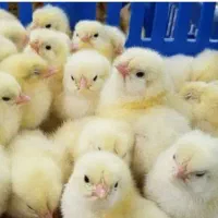 جوجه گوشتی راس امل