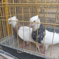 ۶عددکبوترطوقی کرمانشاهی کاکلی بدون پاپر.
