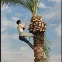 بریدن نخل قطع درخت کندن خرما سمپاشی تمیزکردن هرس