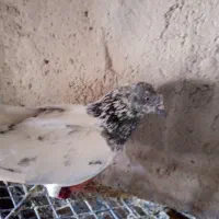 کبوتر نر