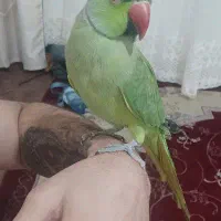 طوطی ملنگو