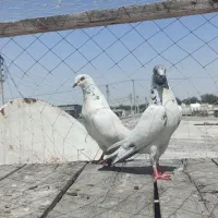 کفتر|پرنده|کنارک, |دیوار