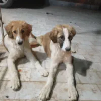 سگ باغ مربی دار آموزش دیده